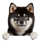 犬の画像